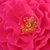 Różowy  - Róże rabatowe floribunda - Souvenir d'Edouard Maubert
